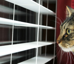 Cat looking out of blinds